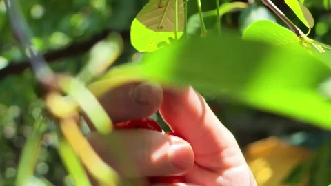 Close-up of hand plucking fresh cherries from tree branch with sunlight Stock Footage 338304119