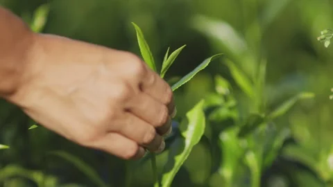 Close-Up of Hand Plucking Fresh Tea Leaf in Plantation Stock Footage 285474568