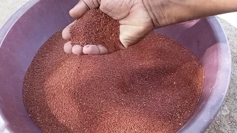 Close Up of Hand Pouring Finger Millet Grains, Slow Fall Stock Footage 340114710
