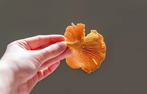 Close-up of hand presenting bright orange golden chanterelle mushroom, highli Stock Photos