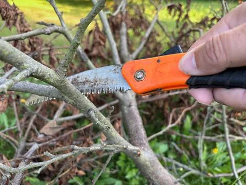Close-up of hand pruning saw trimming tree branches. Stock Photos