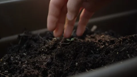 Close-up of a hand pulling a tiny sapling from the soil in a planter box Video stock 125119511