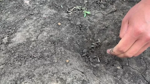 Close-up hand pulling weeds from black earth Stock Footage 159729386
