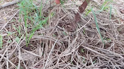 Close up of a hand pulling weeds on dry soil ground Stock-Footage 335316329