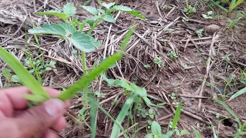 Close up of a hand pulling weeds in the garden Video stock 335442353