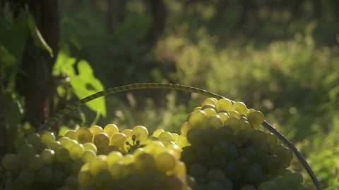 Close up The hand puts a bunch of grapes in a basket full of grapes. 120 fps.  Stock Footage 153862351