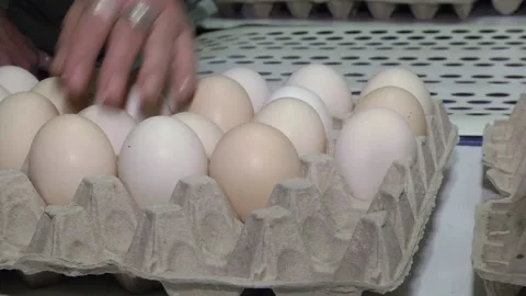Close-up hand puts a chicken egg in a cardboard box for eggs Stockbeeldmateriaal 125904024