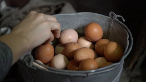 Close up. Hand puts chicken eggs in a bucket Stock Footage 105212071
