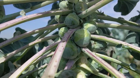 Close-up of a hand putting away leaves and harvesting ripe brussel sprouts Stock Footage 309458887