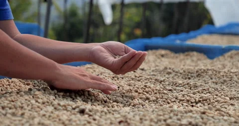 Close up Hand with Raw coffee beans heap dry green seed. Farmer's hands selected Stock Footage 231610985