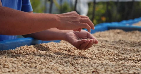 Close up Hand with Raw coffee beans heap dry green seed. Farmer's hands selected Vídeo Stock 231611391