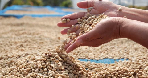 Close up Hand with Raw coffee beans heap dry green seed. Farmer's hands selected Stock-Footage 233576003