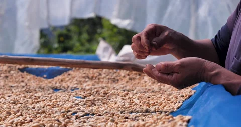 Close up Hand with Raw coffee beans heap dry green seed Video stock 279958107