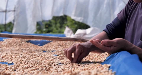Close up Hand with Raw coffee beans heap dry green seed Stock Footage 279959626