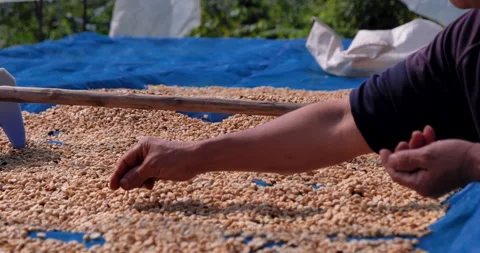 Close up Hand with Raw coffee beans heap dry green seed Stock Footage 279961001