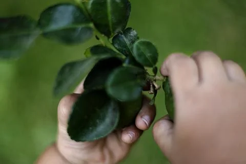 Close Up Of Hand Reaching To Pick Fruit From Tree Stock Photos