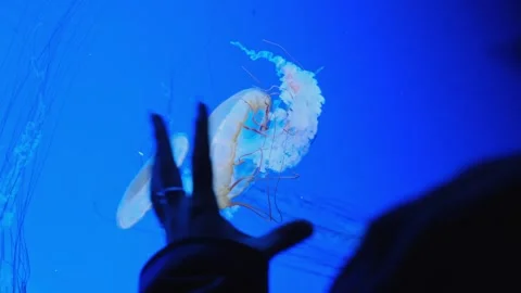 Close-up of a hand reaching toward a vibrant aquarium filled with glowing Vídeo Stock 295851093
