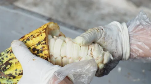 Close-up hand removing fresh cocoa beans from the pods. Stock Footage