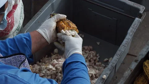 Close-up hand removing fresh cocoa beans from the pods. Stock Footage 168673710