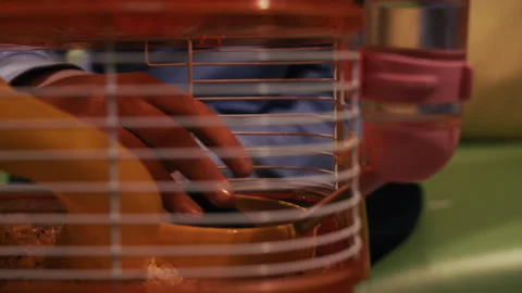 Close-Up of Hand Removing House Mouse from Cage Vidéo 312035251