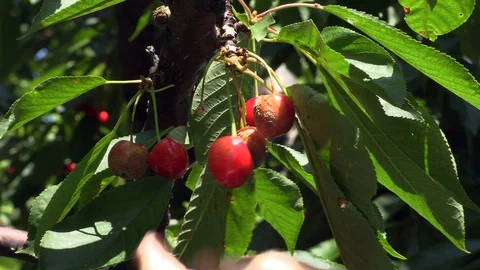 Close-up of hand removing spoilt cherries from cherry tree Stock Footage 120538356