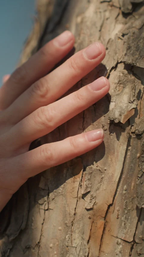 Close up of hand resting softly on textured tree bark under soft daylight with Stock Footage 345046760