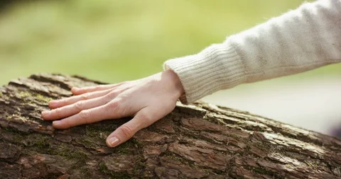 Close up of hand running over a mossy tree in bright sunshine Stock Footage 106521175