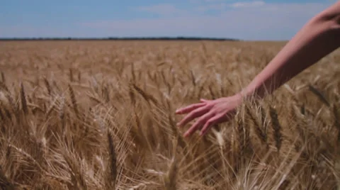Close-up of hand running through wheat field Stock Footage 39834400