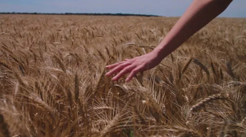 Close-up of hand running through wheat field Stock Footage 39834467