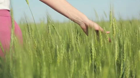 Close up of hand running through wheat field Video stock 76757605