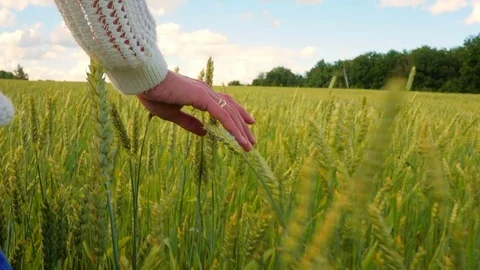 Close-up of hand running through wheat field, slow motion shot Video stock 77428262