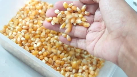 Close up hand scooping raw yellow popcorn kernels Stock Footage 328444563