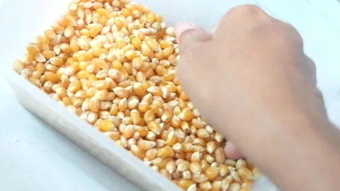 Close up hand scooping raw yellow popcorn kernels Stock Footage 328444564