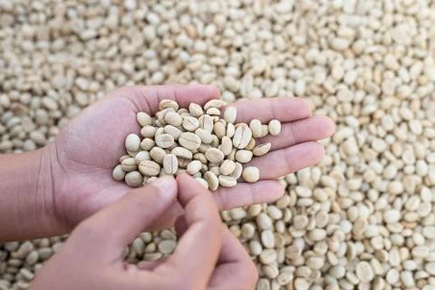 Close up hand select coffee beans produce from agriculture garden 写真素材