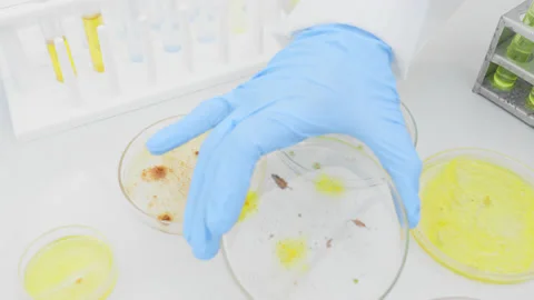 Close up of a Hand selecting a petri dish from diverse samples. Stock Footage 147062494