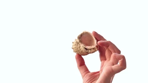 Close-up of hand showing ocean shell Stock-Footage 344844911
