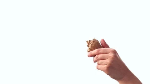 Close-up of hand showing ocean shell Stock-Footage 344844915