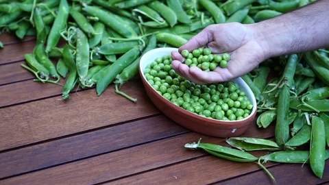 Close up of a hand showing picked peas in a porcelain bowl on a wooden table Видео 108211799