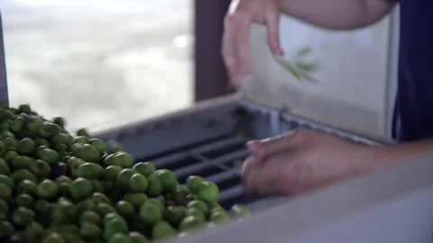 Close Up hand sifting green olives on a conveyer belt. Oil Mill. Video stock 239420897