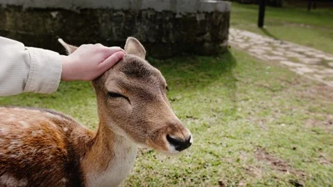 Close-up of a hand slowly stroking a deer’s head Stock Footage 324573449