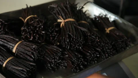 Close-Up of Hand Sorting Fresh Vanilla Pods for Quality in Natural Setting Stock Footage 221444919