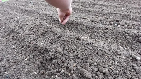Close-up of a hand sowing small seeds into a garden furrow Stock Footage 333778271