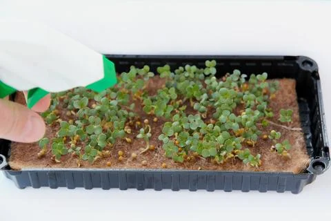 A close-up of a hand with a spray bottle irrigating green mustard sprouts spr Stock Photos
