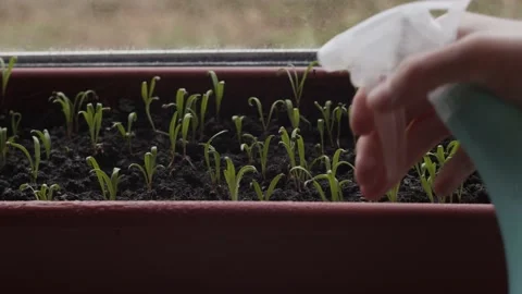 Close-up hand spraying on small spinach leaves from spray bottle. Green sprouts Video stock 152408118