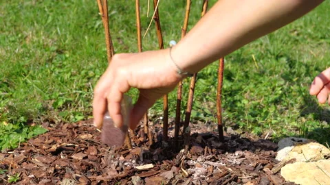 CLOSE UP: Hand spreading fertilizer around raspberry plants on sunny autumn day Stock Footage 342082199