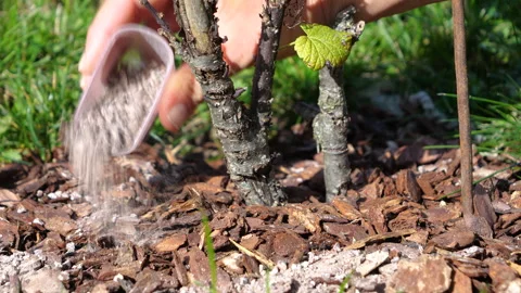 CLOSE UP: Hand spreading fertilizer with nutrients around currant bush in autumn Stock Footage 342084223