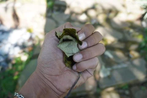 Close up hand squeezing dry leaves 스톡 사진