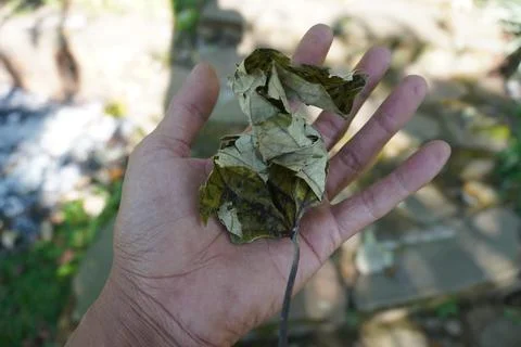 Close up hand squeezing dry leaves 스톡 사진