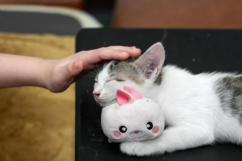 Close-up Hand Stroking The Head of a Sleeping Kitten Stock Photos