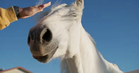 Close-up of a hand stroking the head of a white beautiful horse. Stock Footage 270043483